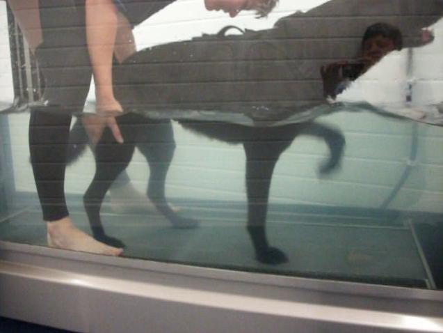 kendal-treadmill.jpg